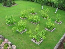 Fruit Orchards Design Pictures Remodel Decor And Ideas Page 4 Garden Layout Small Garden Design Orchard Garden