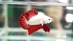 | today's video is of me unboxing a gorgeous red dragon female betta fish that i got from a friend!! Premium Red Dragon Halfmoon Plakat Hmpk Betta A09 Youtube