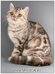 British Shorthair Cat Chocolate Silver Classic Tabby British Shorthair Cats American Shorthair Cat Cute Cats