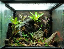 Mitch S 18x18x18 Zoo Meds Ficus Pumila Ficus Grape Vines