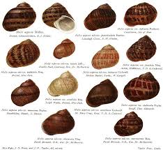 Fidgety Fingers Which Garden Snail Is Edible Snails In Garden Snail Farming Snail
