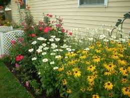 Posts About Gbbd On Perennial Garden Lover Knockout Roses Shasta Daisies Perennial Garden
