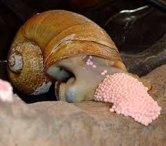 Nature And More Snail Apple Snail Annelid