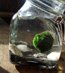 Marimo Moss Ball Water Terrarium Diy 5 Orange Potatoes Marimo Moss Ball Terrarium Marimo Moss Ball Marimo Moss