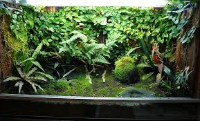 Lovely Vivarium With Moss Creeping Fig Cryptanthus Dart Frogs Vivarium Whites Tree Frog Fish Plants