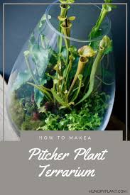 How To Make A Pitcher Plant Terrarium Pitcher Plant Carnivorous Plants Carnivorous Plants Terrarium