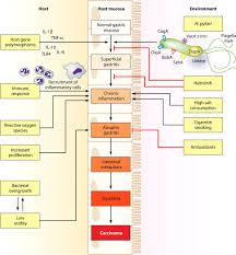 F1 Large Jpg 1 188 1 280 Pixels Gastric Cancer Inflammation Gastroenterology