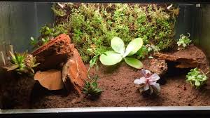 Bioactive Leopard Gecko Setup Biopod How To Leopard Gecko Setup Leopard Gecko Leopard Gecko Terrarium