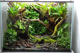 Dsc 0918 Dart Frog Vivarium Poison Dart Frogs Vivarium