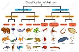 Education Chart Of Biology For Classification Of Animals Diagram Royalty Free Cliparts Animal Classification Vertebrates And Invertebrates Classifying Animals