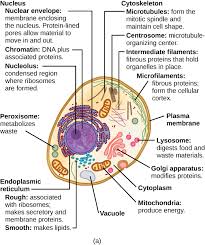 Typical Plant Cell Parts And Functions Eukaryotic Cell Cell Parts Cell Parts And Functions