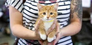 Interested fosters will need to complete a brief form and watch the kitten foster orientation video. Animal Shelters Near Me Best Friends Animal Society