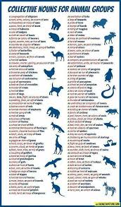 Proper Names Of Groups Of Animals Collective Nouns Learn English English Writing Skills