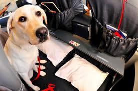This post gives you detailed pricing plus, tips on how you can cover these fees and other jetblue travel expenses. Flying With Pets New Rules Could Affect Your Non Human Travel Companions Travel Channel