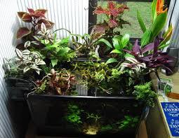Planted Hob Thread Plants Planted Aquarium Indoor Water Garden