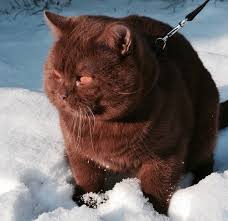Pinterest Escxpesociety Cute Cats British Shorthair Cats Cats