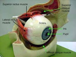 Eye Model Labeled Eye Anatomy Medical Anatomy Anatomy