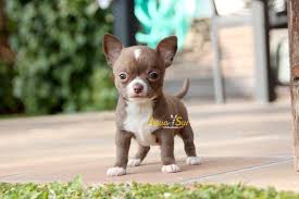 En Chihuahuas Chocolate No Es Facil Encontrar Machos Mini Tan Pequenos Como El Que Hoy Os Mostramos En Nuestra Web Y En Chihuahua Dog Trends Chihuahua Puppies