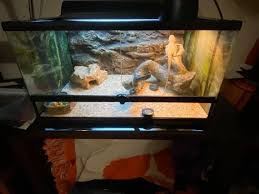20 Gallon Tank For A Bearded Dragon Bearded Dragon Habitat Bearded Dragon Bearded Dragon Cage