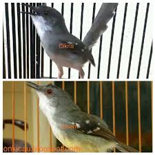Ciblek kristal berhabitat di hutan, kebun dan alam liar. Ciri Ciri Perbedaan Ciblek Kristal Dan Ciblek Semi On Kicau