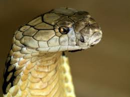 In The End Trump Wins And Liars Eat Their Words Snake National Geographic Tv Shows Serpent Snake