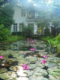 Water Flowers In House Garden Pond Ponds Beautiful Gardens Water Lilies Dream Garden