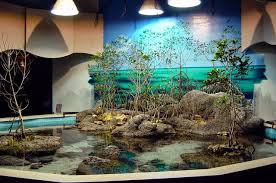 Contoh Desain Tempat Memelihara Kura Air Turtle Tempat Akuarium Desain