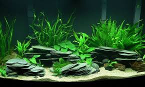 Diy Stacked Slate Caves Fresh Water Fish Tank Aquarium Landscape Fish Tank Design