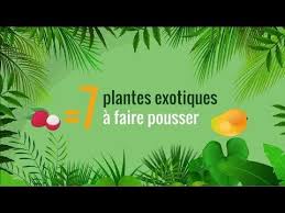 Quand Vous Mangez Un Fruit Tropical Gardez Les Noyaux Et Les Graines Vous Pourrez Faire Pousser Assez Facilement Plante Plantes Tropicales Fruits Tropicaux