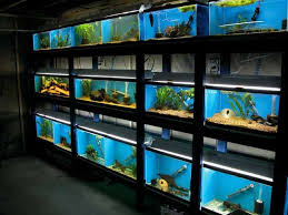 11 Great Fishrooms To Inspire You Aquarium Fish Store Aquarium Store Aquarium Fish