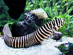 Zebra Moray Eel 36 Gymnomuraena Zebra Home Aquarium Saltwater Aquarium Fish Ocean Animals Underwater Animals