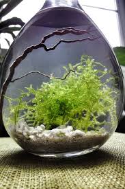 Moss Water Terrarium This Is Beautiful Never Thought Of A Water Terrarium Endless Possibilities Water Terrarium Indoor Water Garden Garden Terrarium