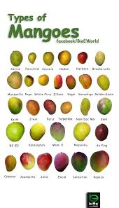 La Mangue Non Les Mangues Il Faut Toutes Les Gouter A Condition De Trouver Chaque Variete Mangue Mojito A La Mangue Fruits Et Legumes