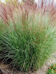 Pin On Plant Library