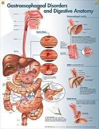 Gastroesophageal Disorders Anatomy Poster Illustrates Digestive Anatomy And Disorders Like Barrett S Esoph Anatomy Human Anatomy Chart Digestive System Anatomy