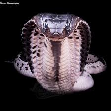 King Cobra Large Venomous Cute Snake Animals Beautiful Rare Animals
