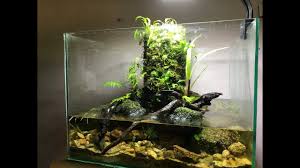 How Make Paludarium Mini With Hygrolon Minis