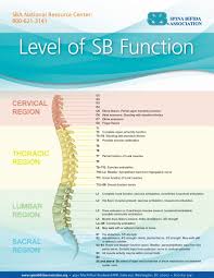 Sb And The Spine Spina Bifida Awareness Spina Bifida Pediatric Physical Therapy