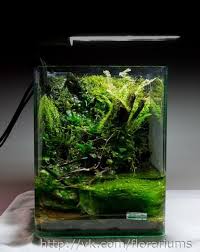 Tecniche Di Acquascaping La Sezione Aurea Iwagumi E Ryoboku Terrario