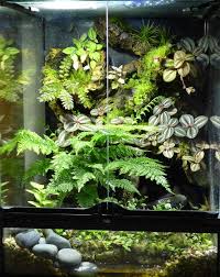 Bunch Umbrella Fern Live Tropical Plant For Vivarium Terrarium Frog Selaginella Frog Terrarium Tree Frog Terrarium Bioactive Vivarium