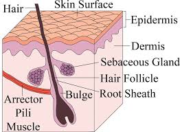 Hairfollicle Mine Small1 Jpg 1 000 734 Pixels Hair Follicle Hair Growth Cycle Baldness Solutions