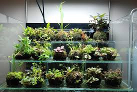 Emersed Growth Trial Wabikusa Plant Physiology Emersed Culture Aquatic Plants Plants Unusual Planter