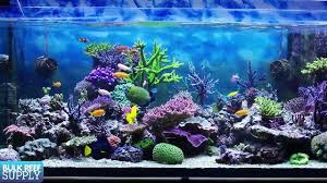 Brs Tv Bulk Reef Supply Saltwater Aquarium Saltwater Tank Reef Aquarium