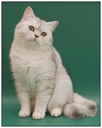 British Shorthair Cat Chocolate Silver Shaded British Shorthair Cats British Shorthair Cats