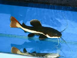 X3 Red Tail Catfish Phractocephalus Hemio Freshwater Live Fish Free Shipping Red Tail Catfish Aquarium Fish Tank Aquarium Fish