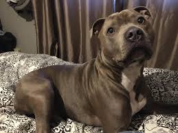 A blue nose pitbull is a type of pit bull, characterized by its blue colored nose and coat. Bluenose Staffordshire Bull Terrier Rarepuppers