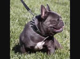 The french bulldog originated in england and are bred expecting small size bulldogs. Xtreme Bully Frenchie S Bolo Youtube