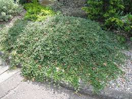 Cotoneaster Dammeri Plants Ground Cover Plants Cotoneaster