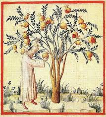 Sour Pomegranates Unknown Author C 14th Century Us Public Domain Via Wikimedia Medieval Art Botanical Illustration Botanical Art