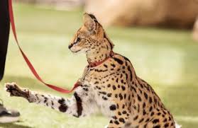 See more ideas about pets for sale, exotic pets, pets. Laws On Exotic Pets For Each U S State